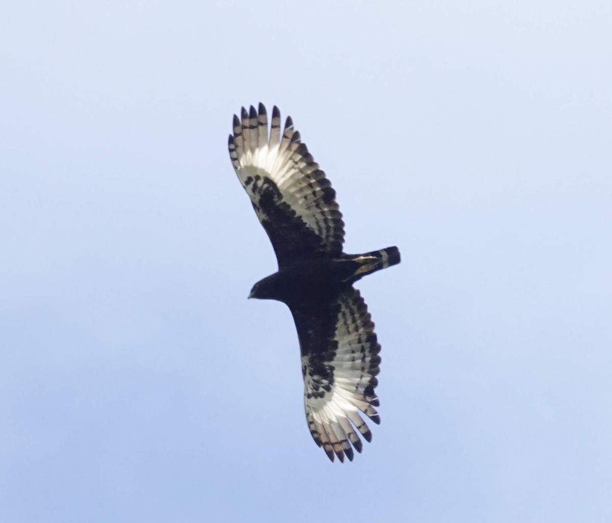 Long-crested Eagle - ML303195711