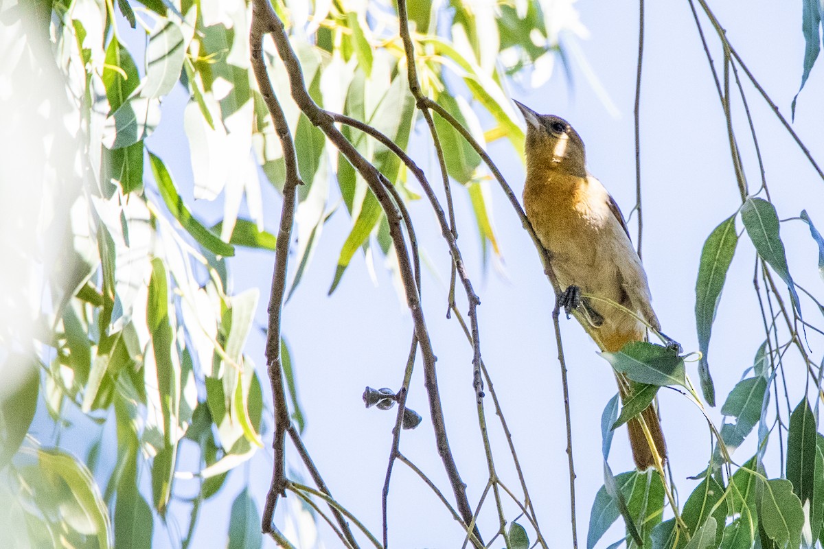 ML303196341 - Bullock's Oriole - Macaulay Library