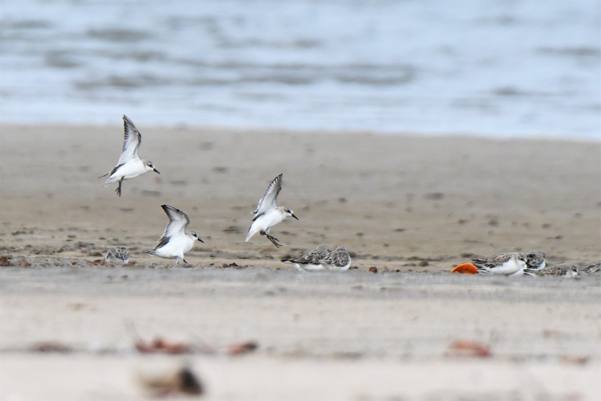 Rotkehl-Strandläufer - ML303197041