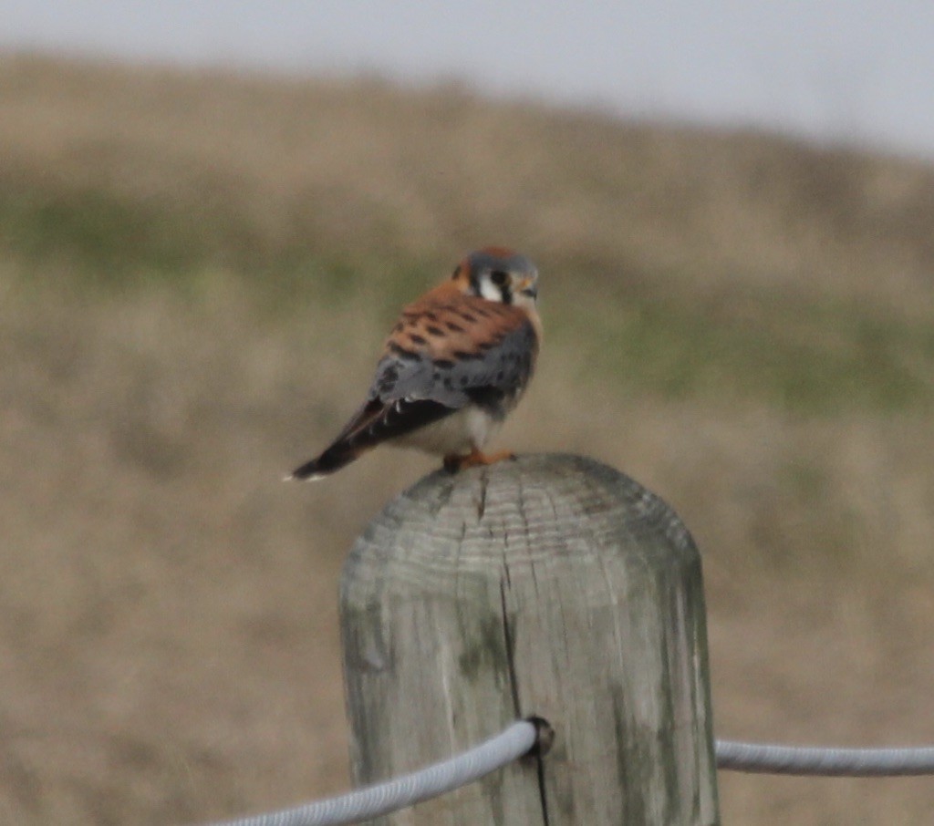 American Kestrel - ML303198141