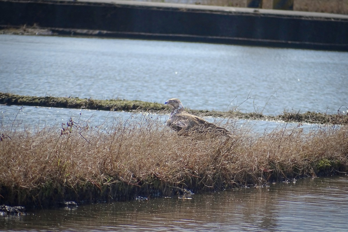 Upland Buzzard - ML303198801