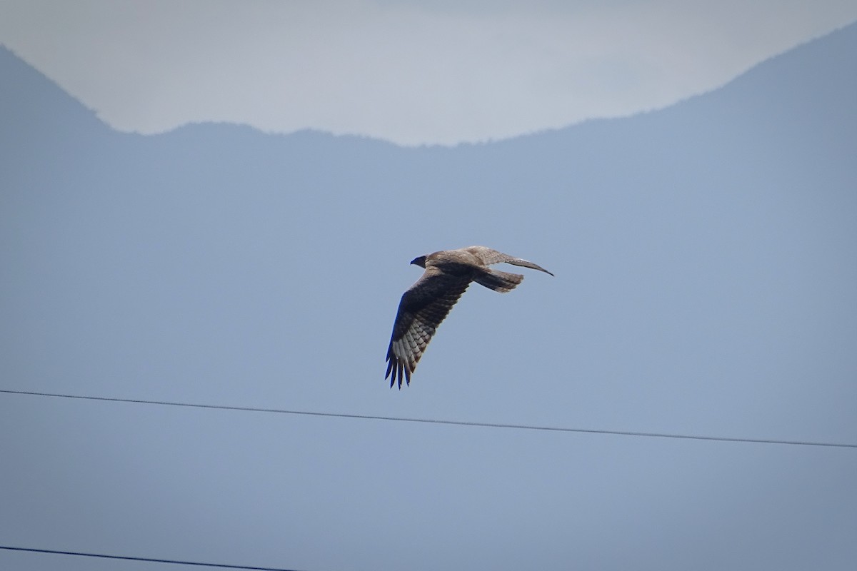 Upland Buzzard - ML303198861