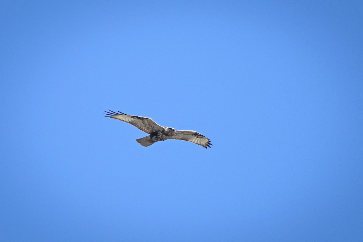 Upland Buzzard - ML303198921