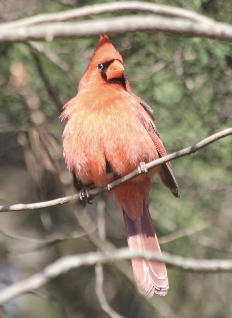 Northern Cardinal - David Brotherton, cc