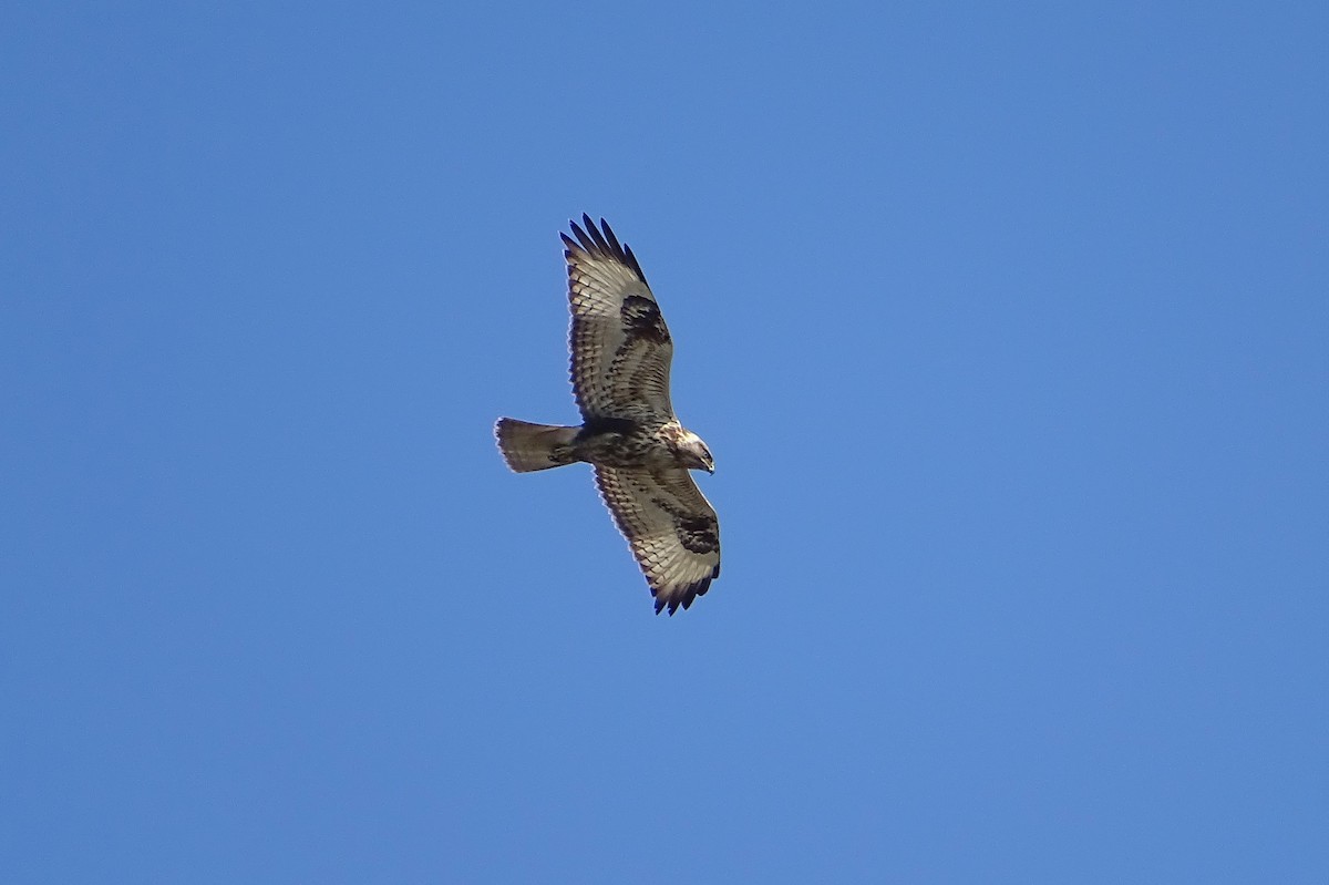 Upland Buzzard - ML303199041