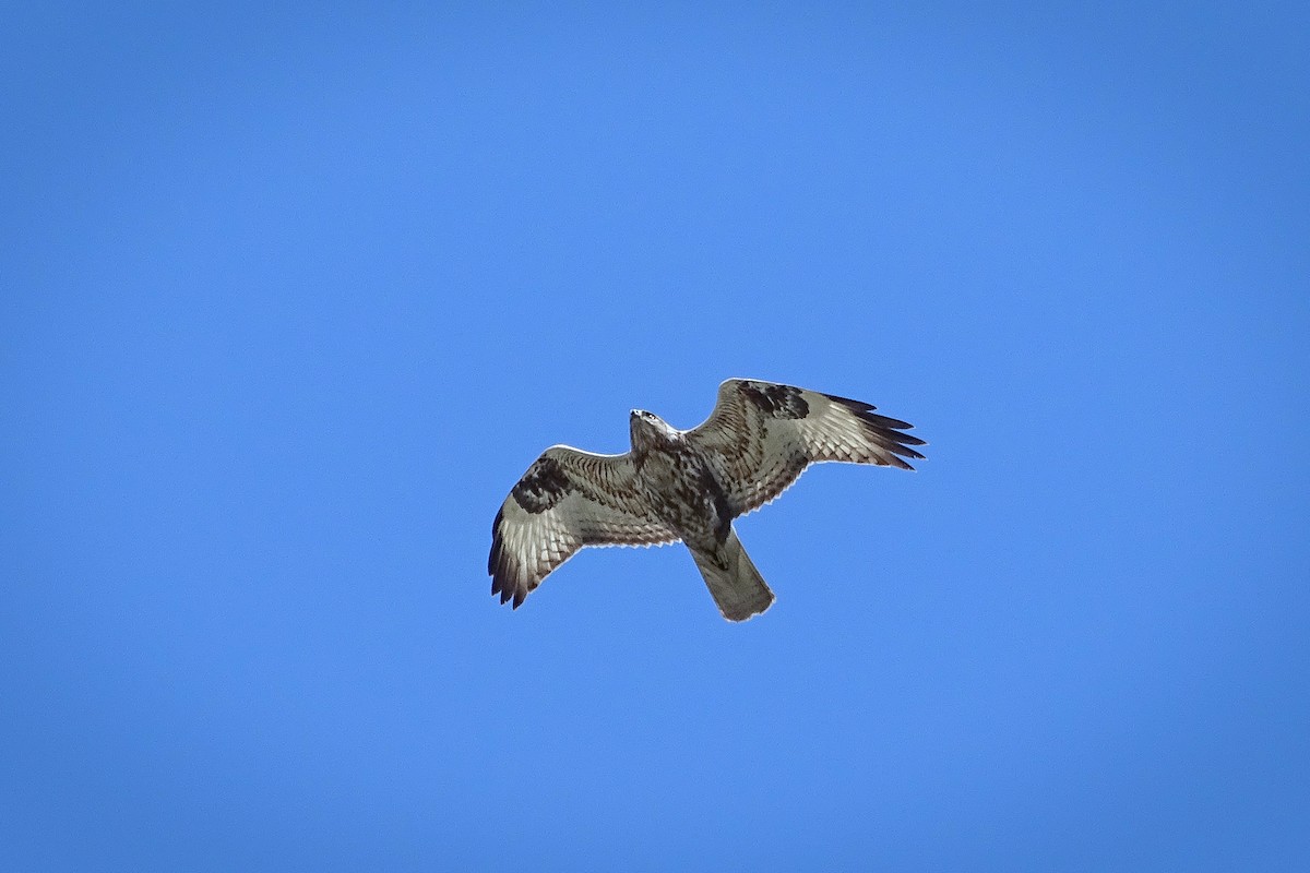 Upland Buzzard - ML303199211