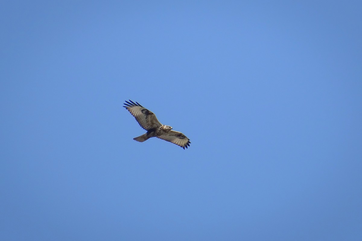 Upland Buzzard - ML303199351