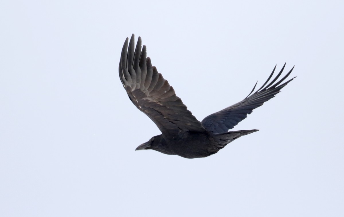 Common Raven - ML303199621
