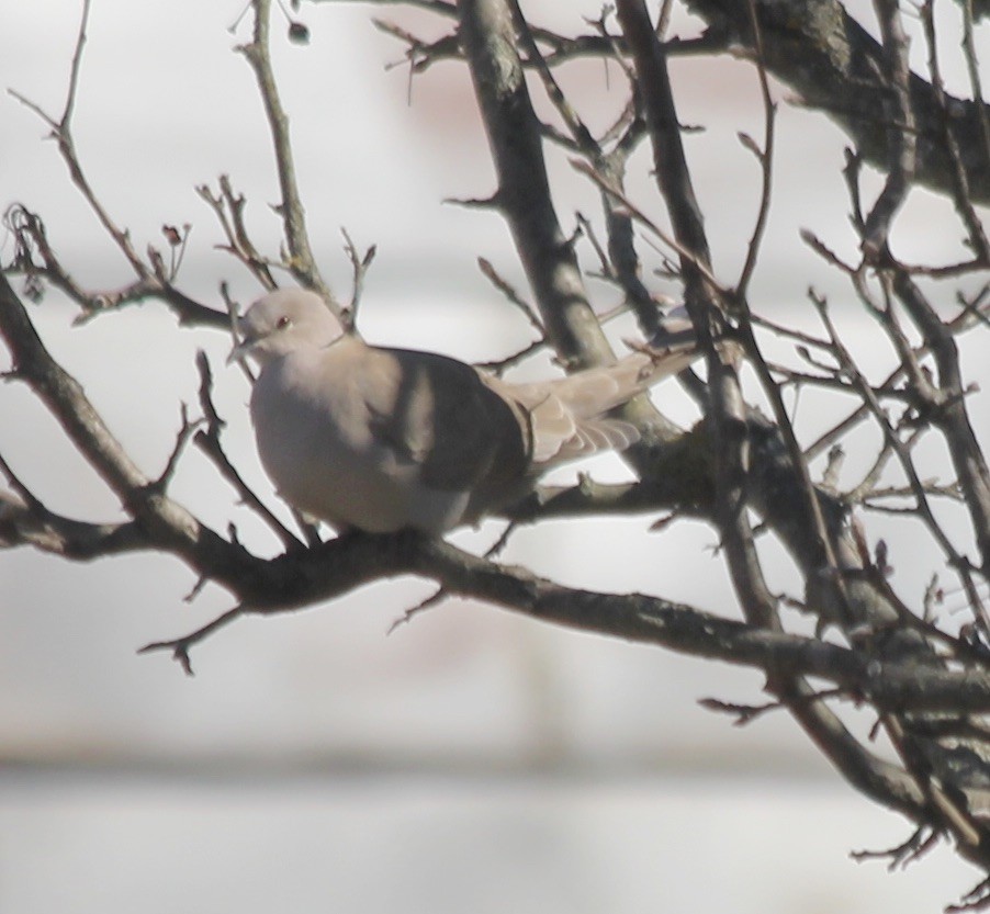 Eurasian Collared-Dove - ML303199651