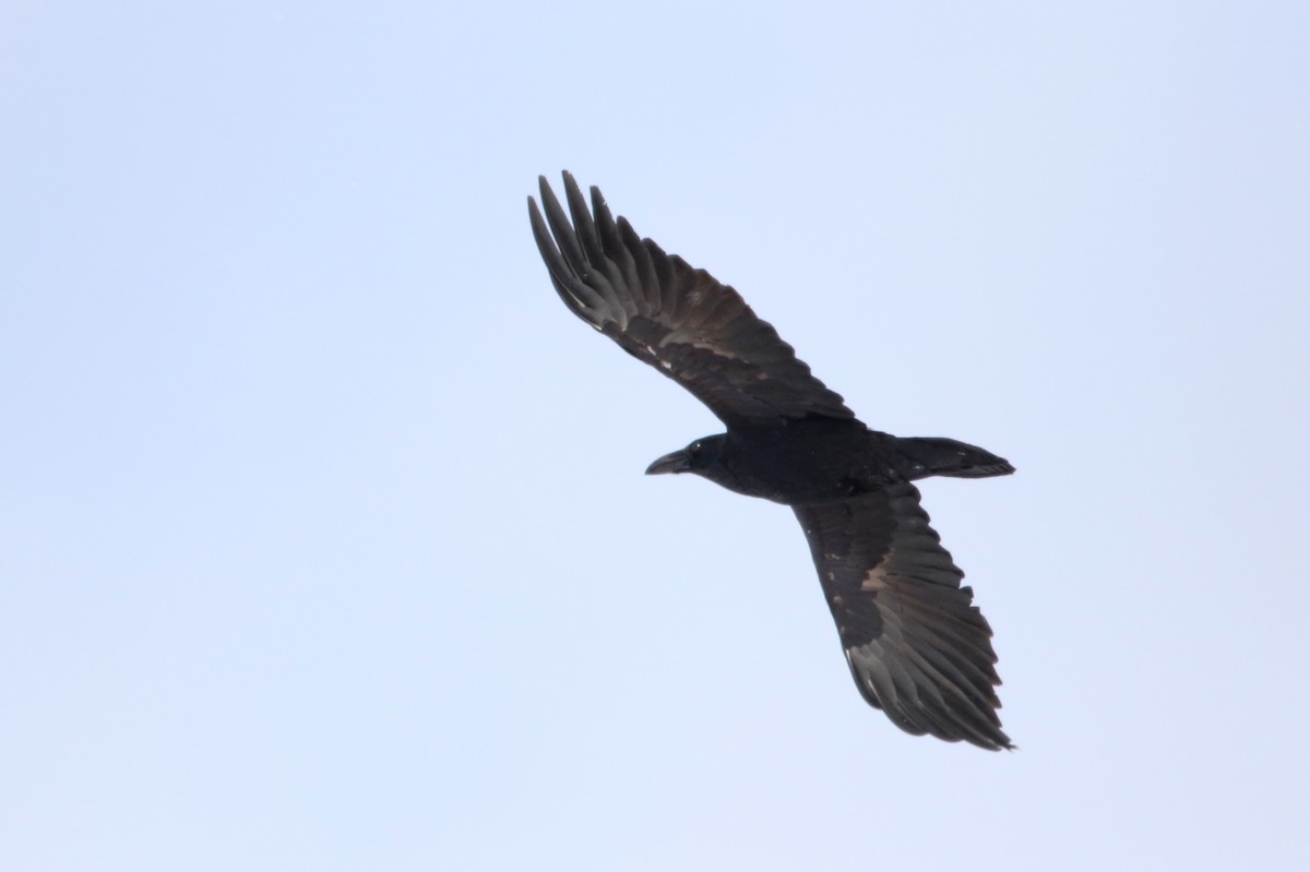 Common Raven - ML303199661