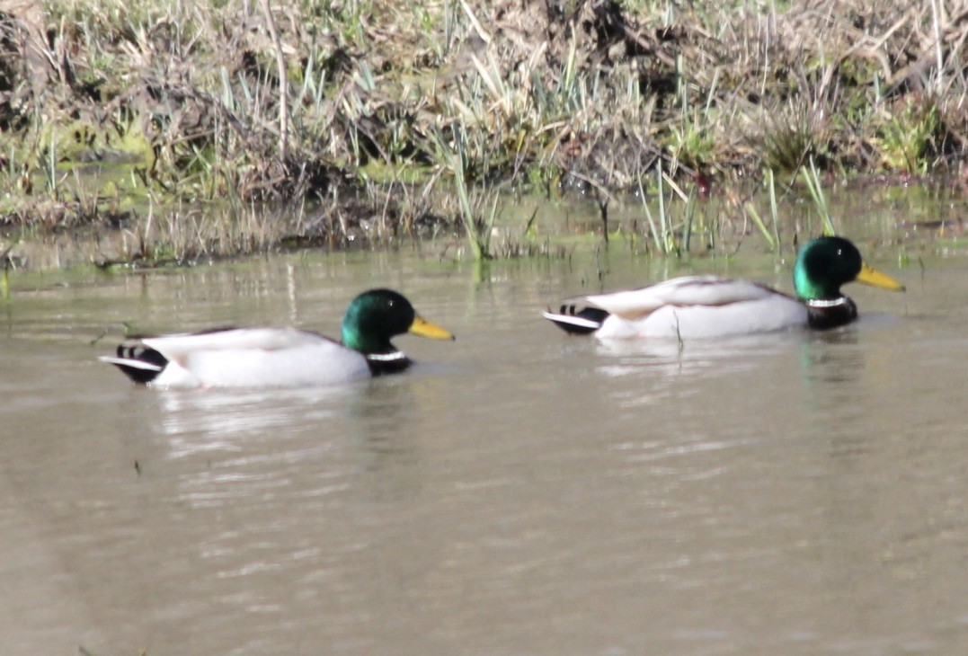 Canard colvert - ML303200411