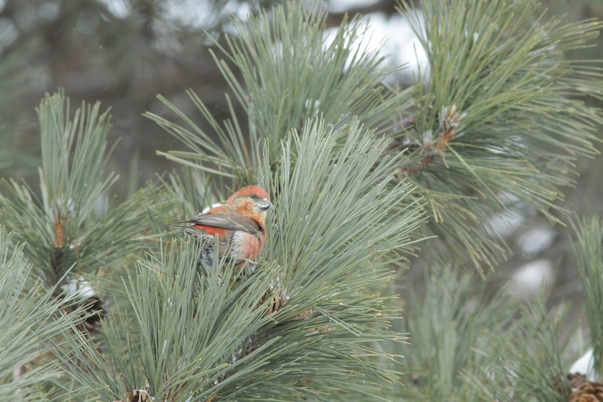 Гацуурын солбин хошуут - ML303201171