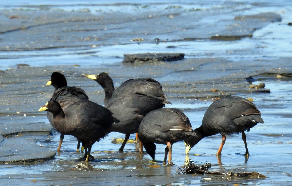 Red-gartered Coot - ML303202141