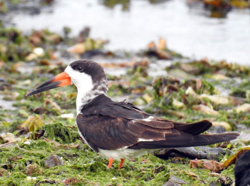 zoboun americký (ssp. cinerascens) - ML303202961