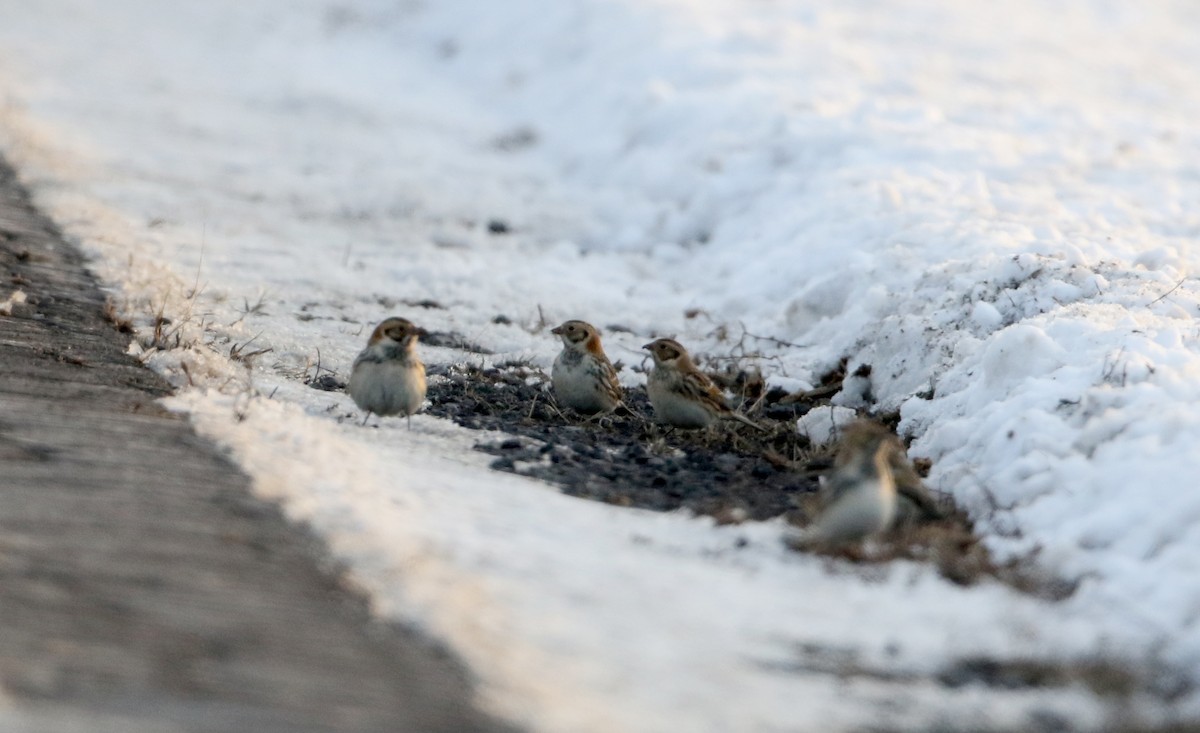 Lapland Longspur - ML303203181