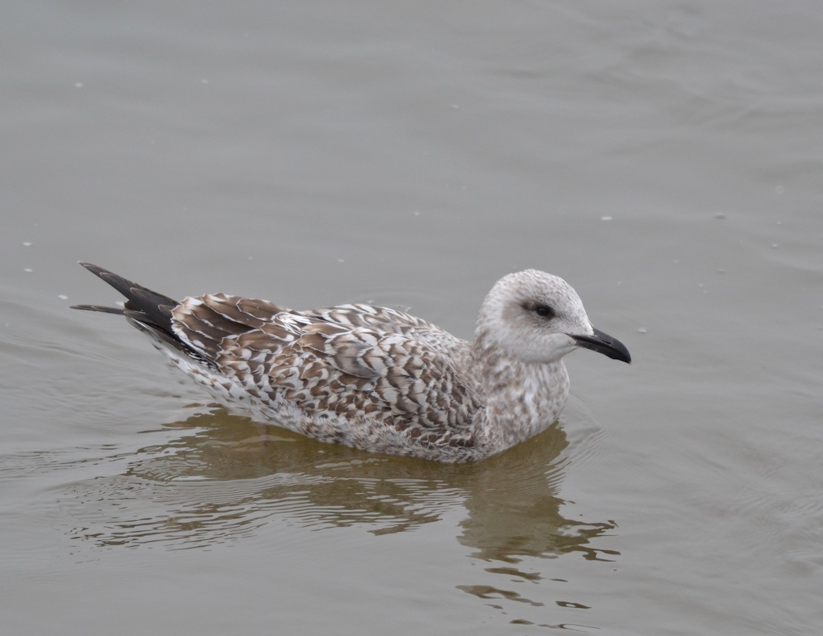 Lesser Black-backed Gull - ML303204391