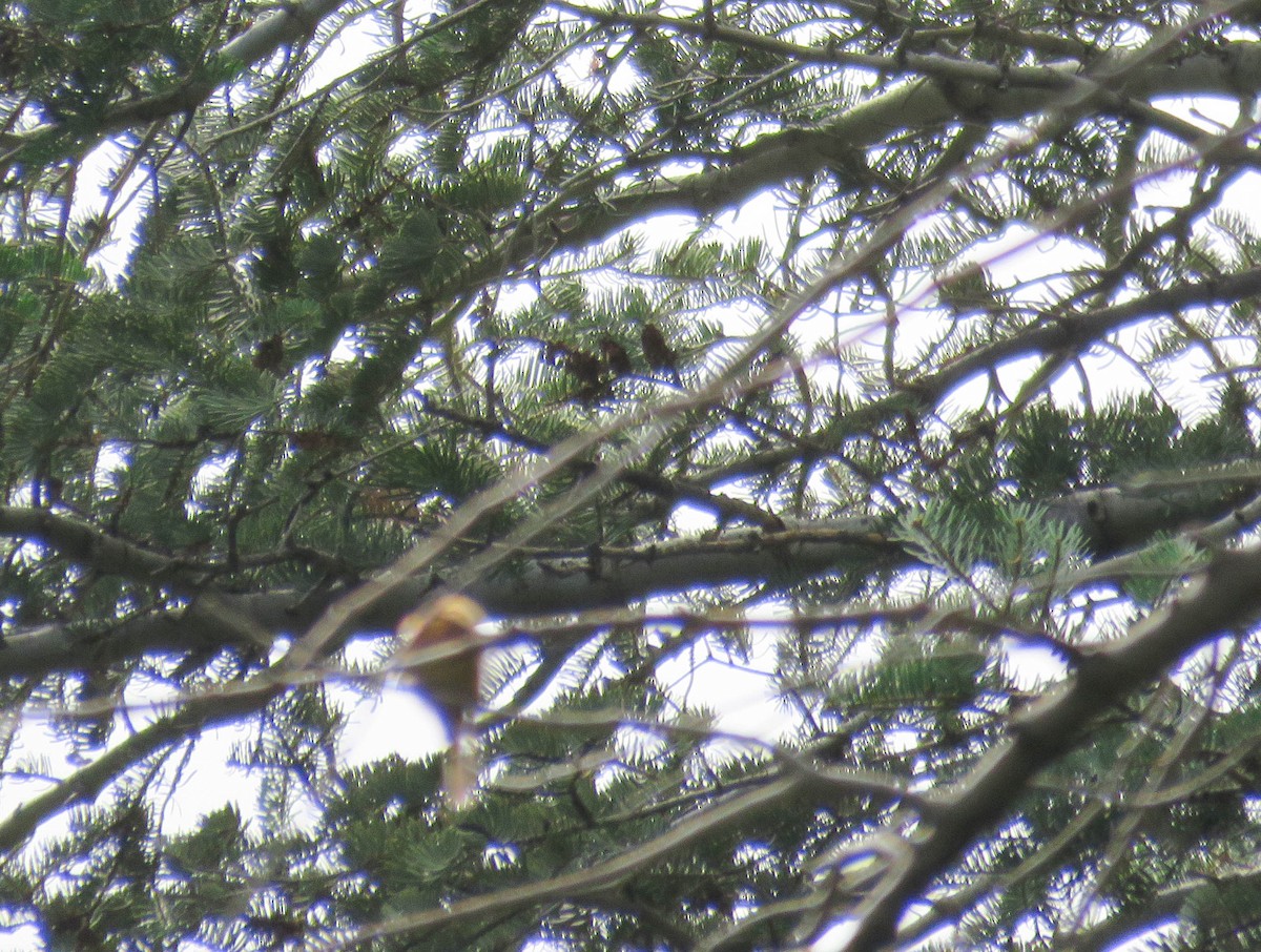 Tufted Flycatcher - ML303205691