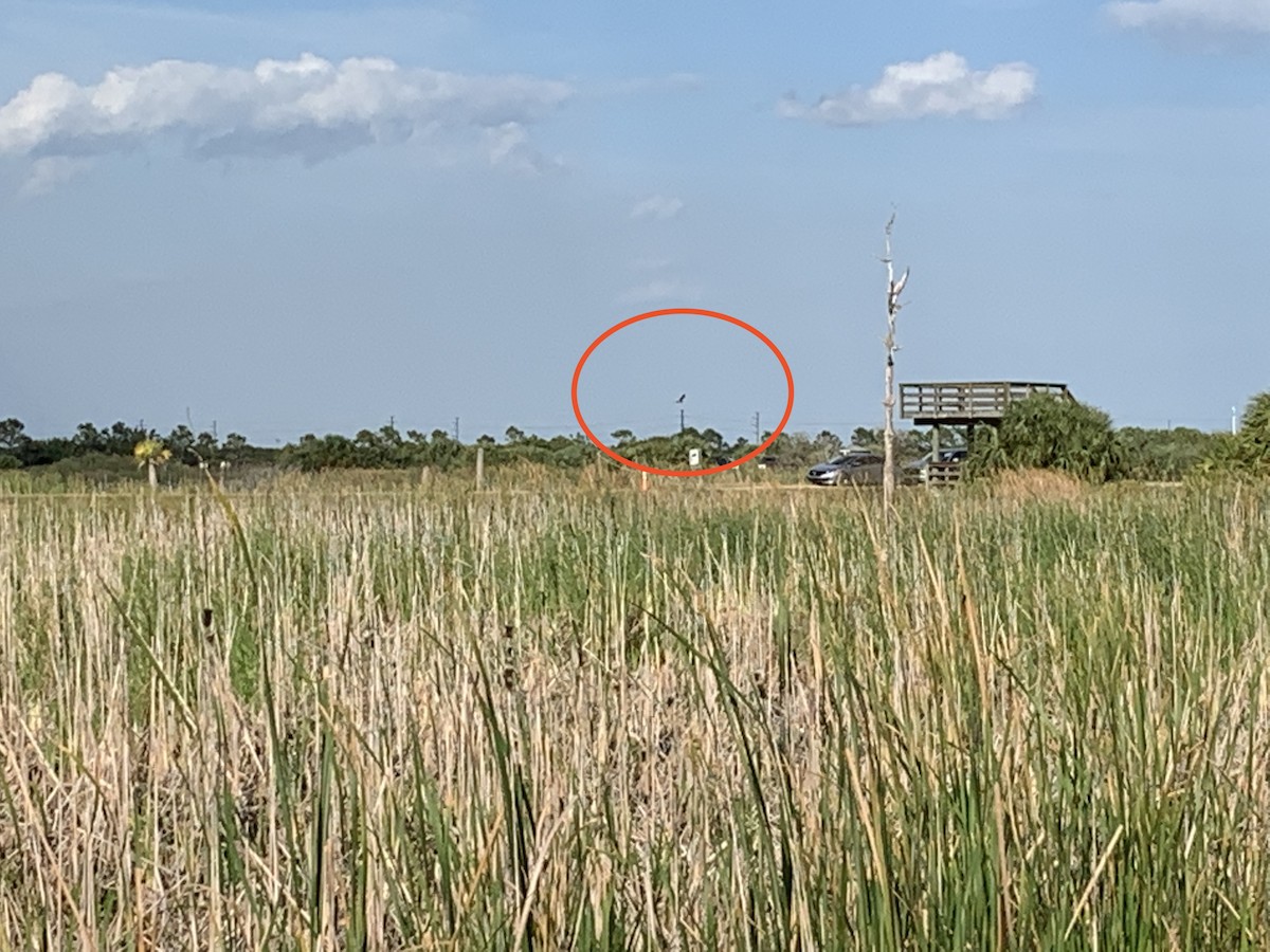 Northern Harrier - ML303206791