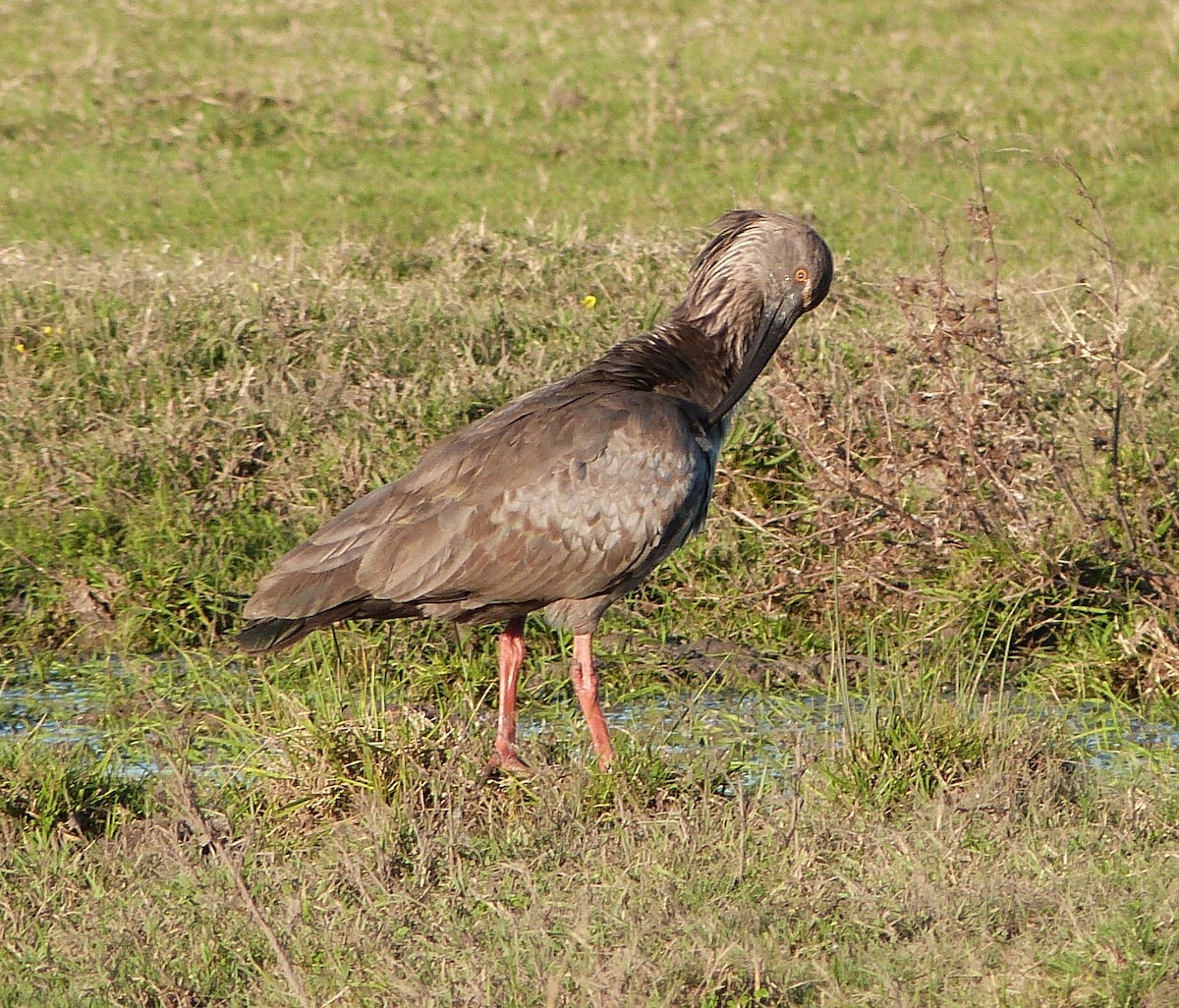 Plumbeous Ibis - ML303209471