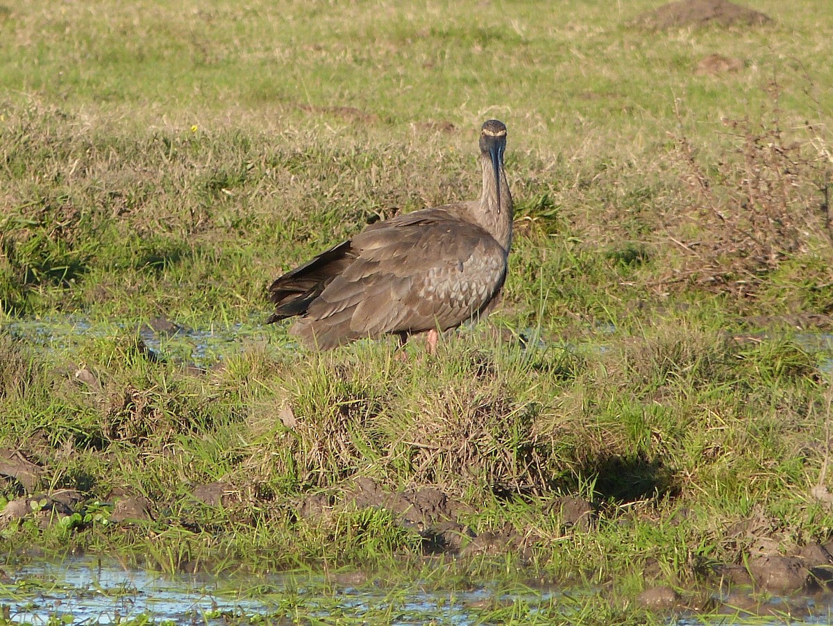 Plumbeous Ibis - ML303209531