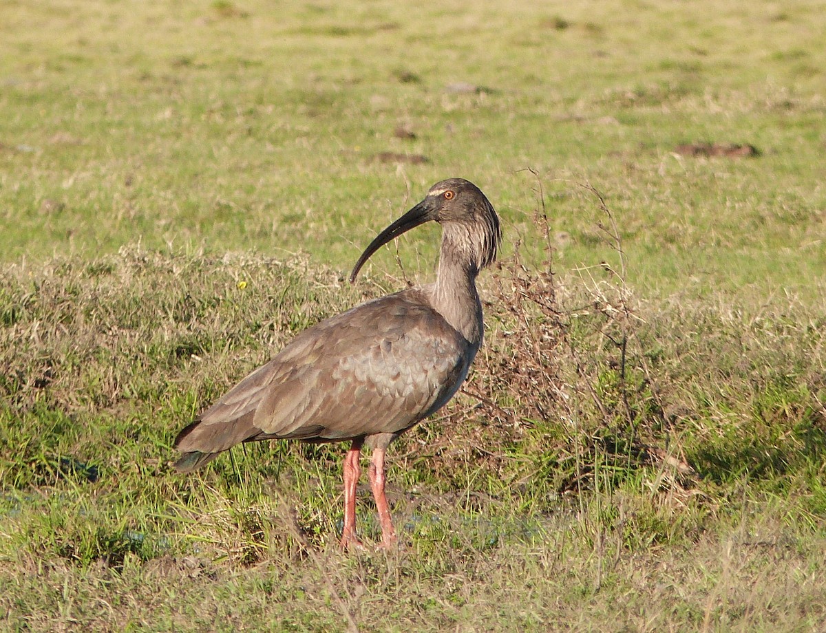 Plumbeous Ibis - ML303209551