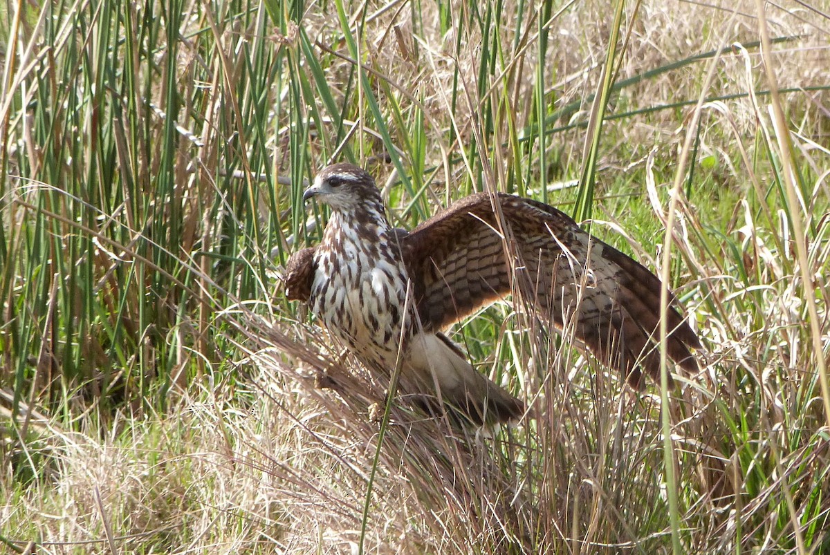 Harris's Hawk - ML303209811