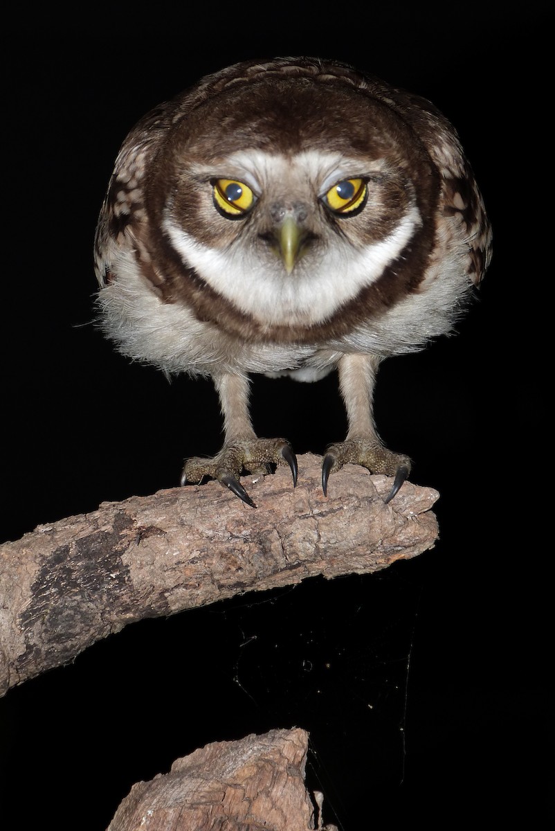 Burrowing Owl - ML303210191