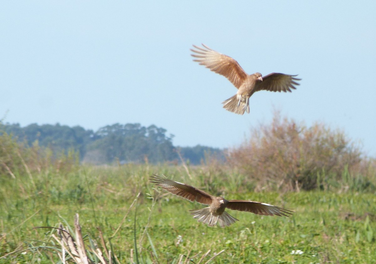 Caracara Chimango - ML303210391