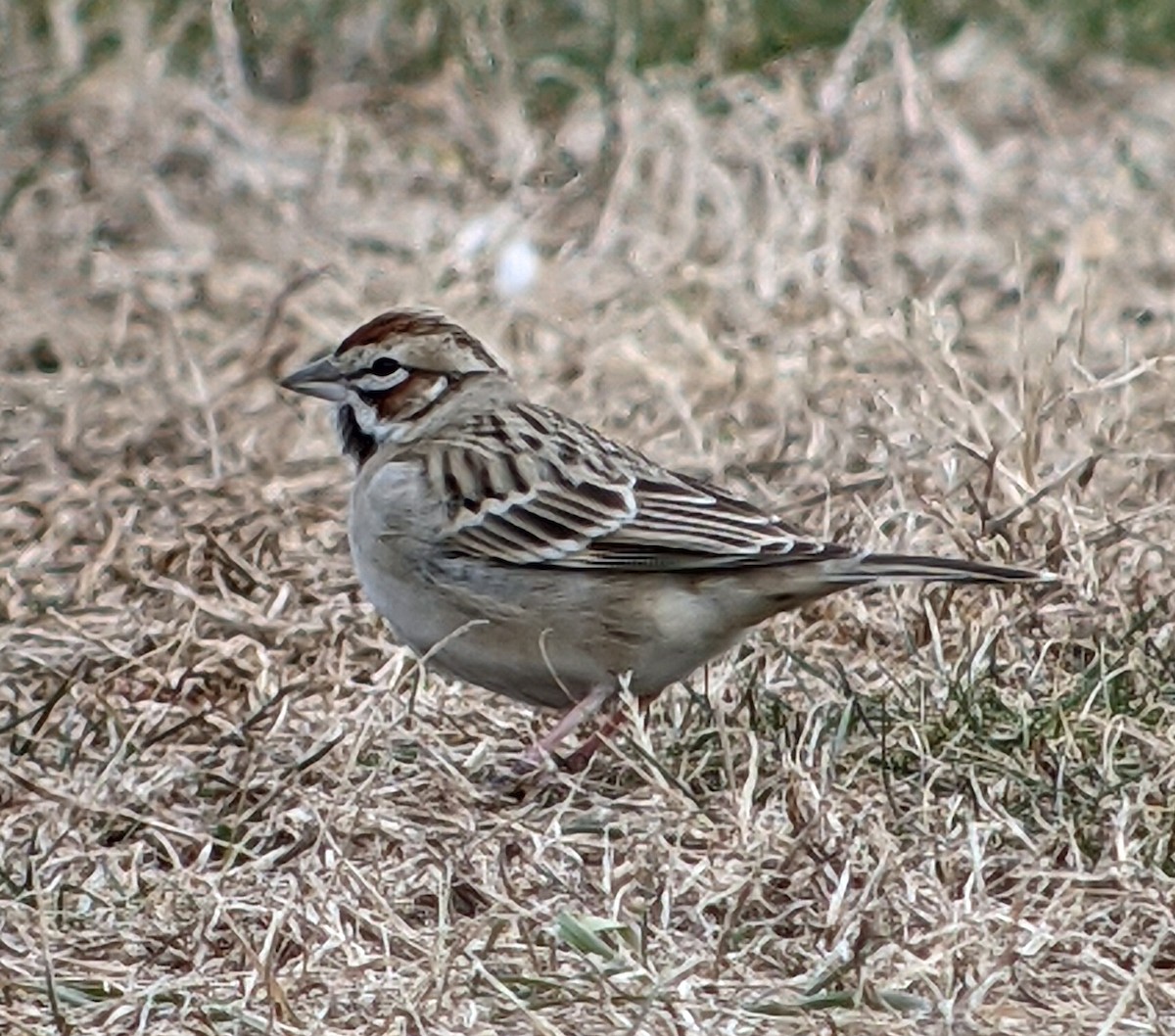 Lark Sparrow - ML303210961