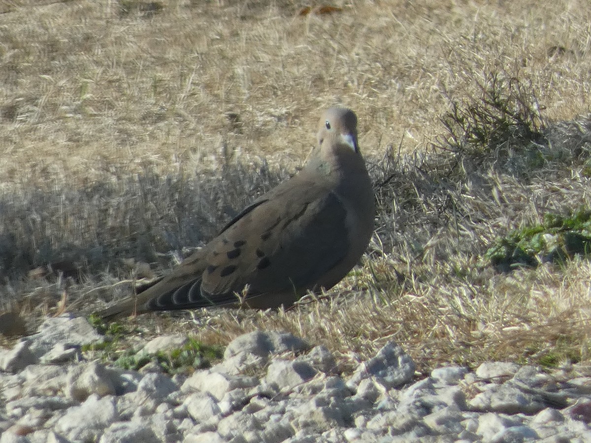 Mourning Dove - Roma Quattro