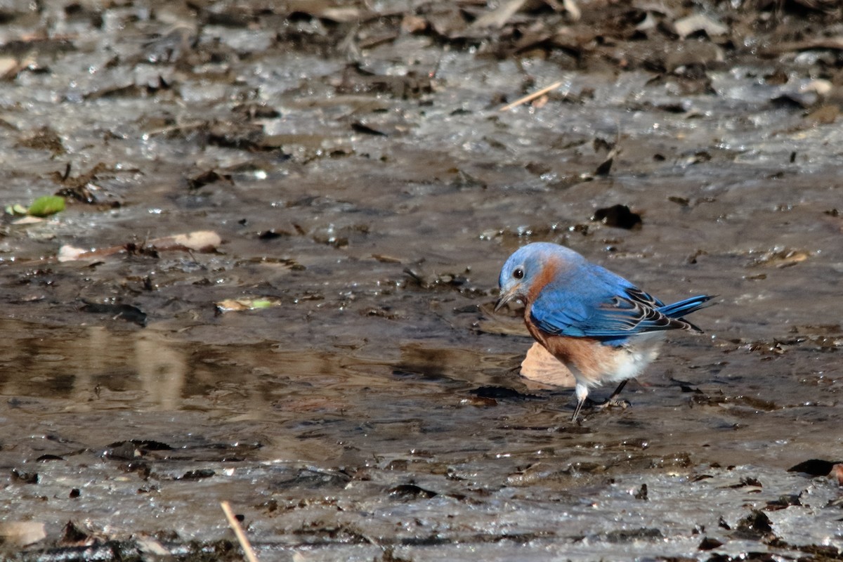 Eastern Bluebird - ML303212211