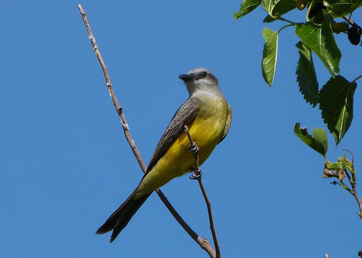 Tropical Kingbird - ML303213461