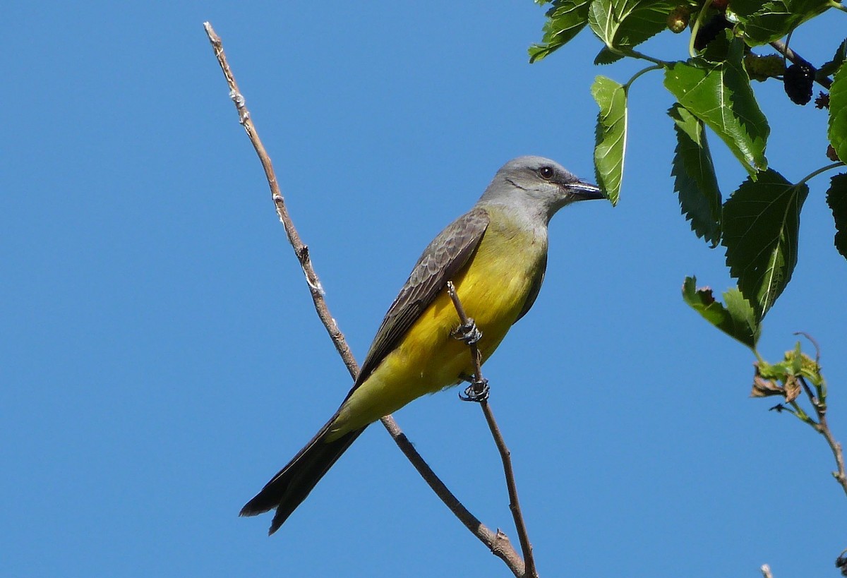 Tropical Kingbird - ML303213491