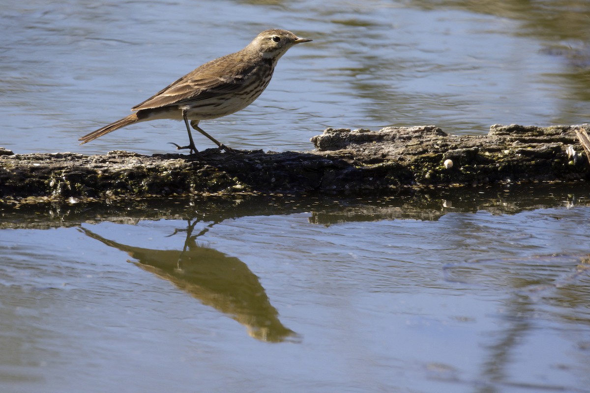 American Pipit - ML303214001