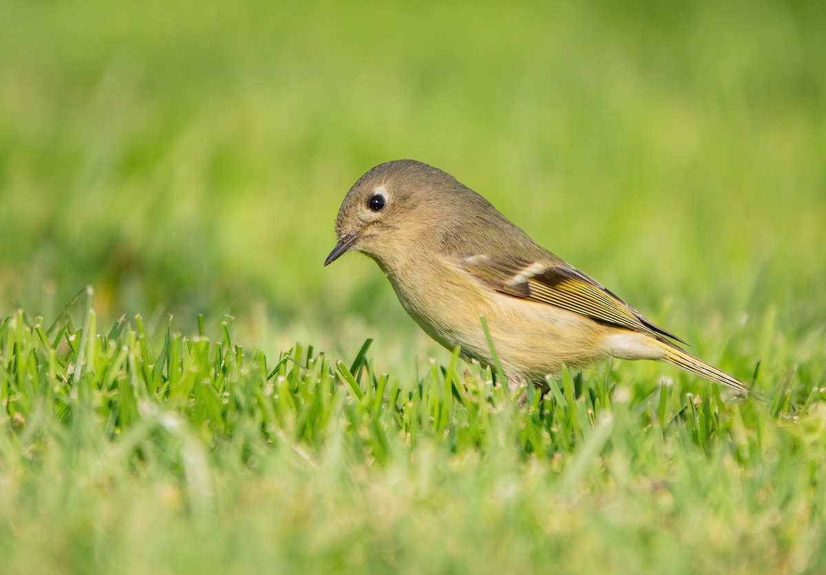 Ruby-crowned Kinglet - ML303214201