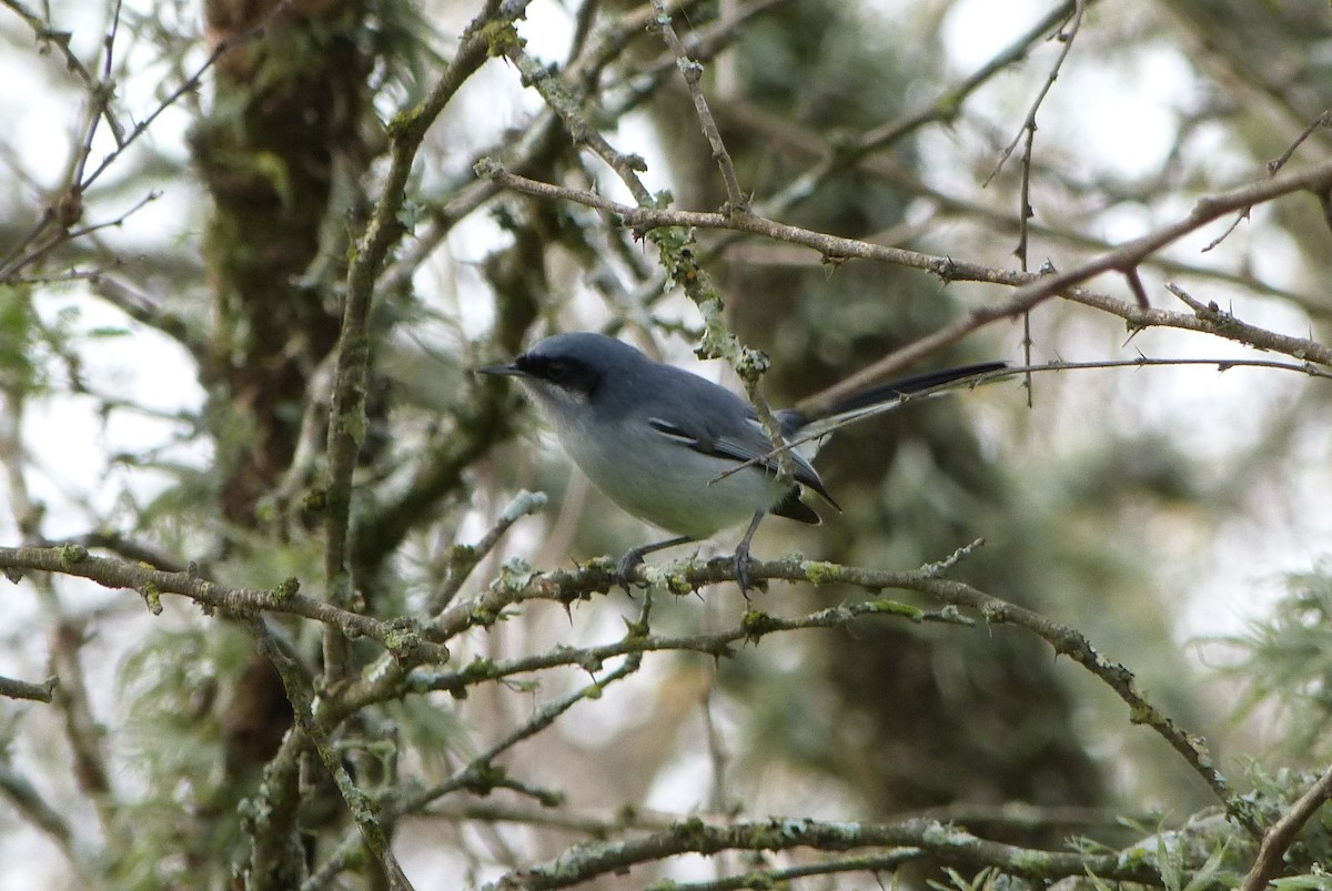 Masked Gnatcatcher - ML303214311