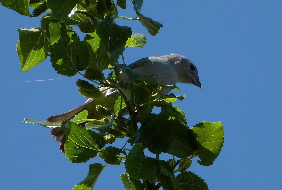 Tangara sayaca - ML303214721