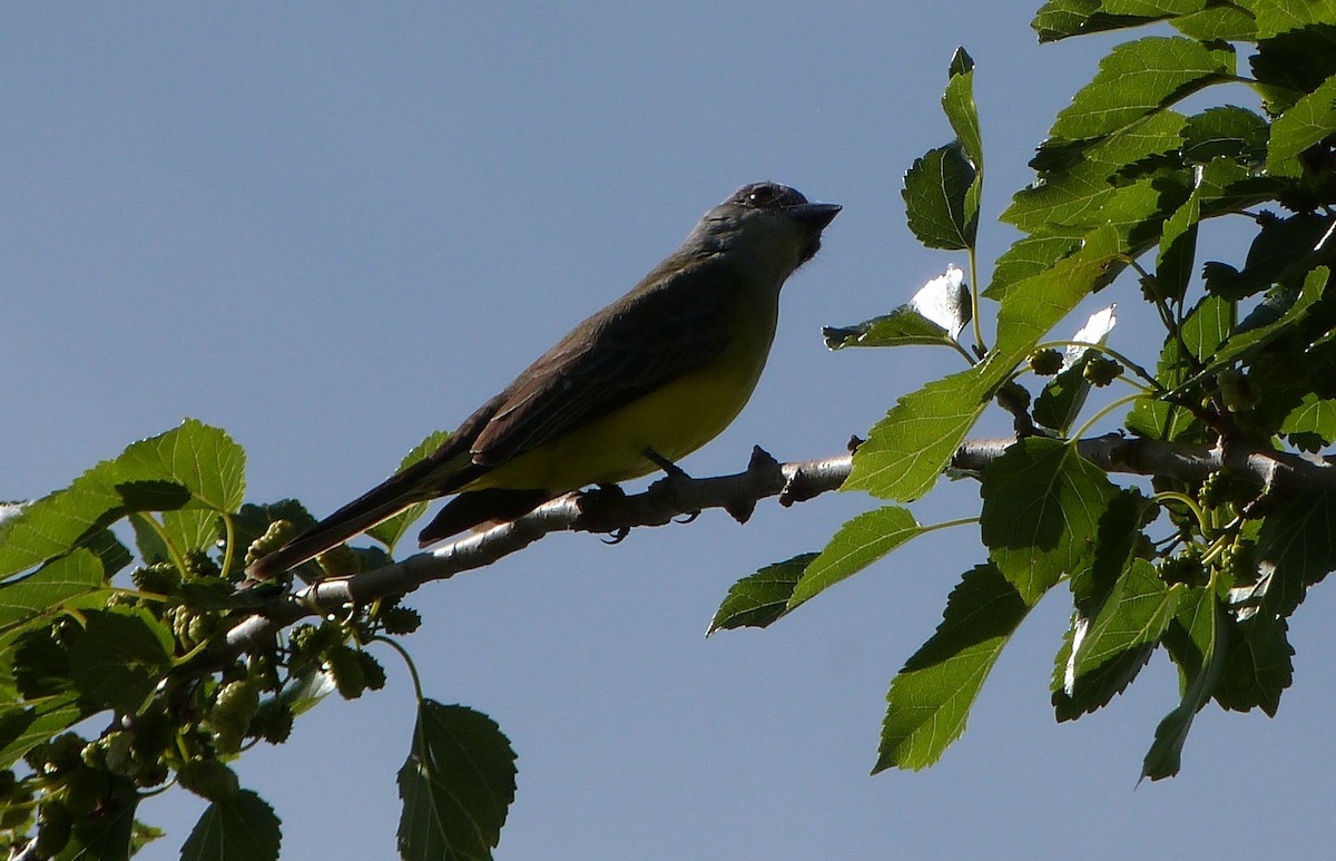 Sayaca Tanager - Ariel  Marizaldi