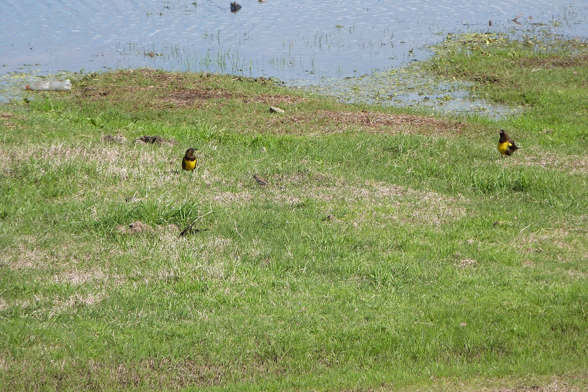 Brown-and-yellow Marshbird - ML303214911