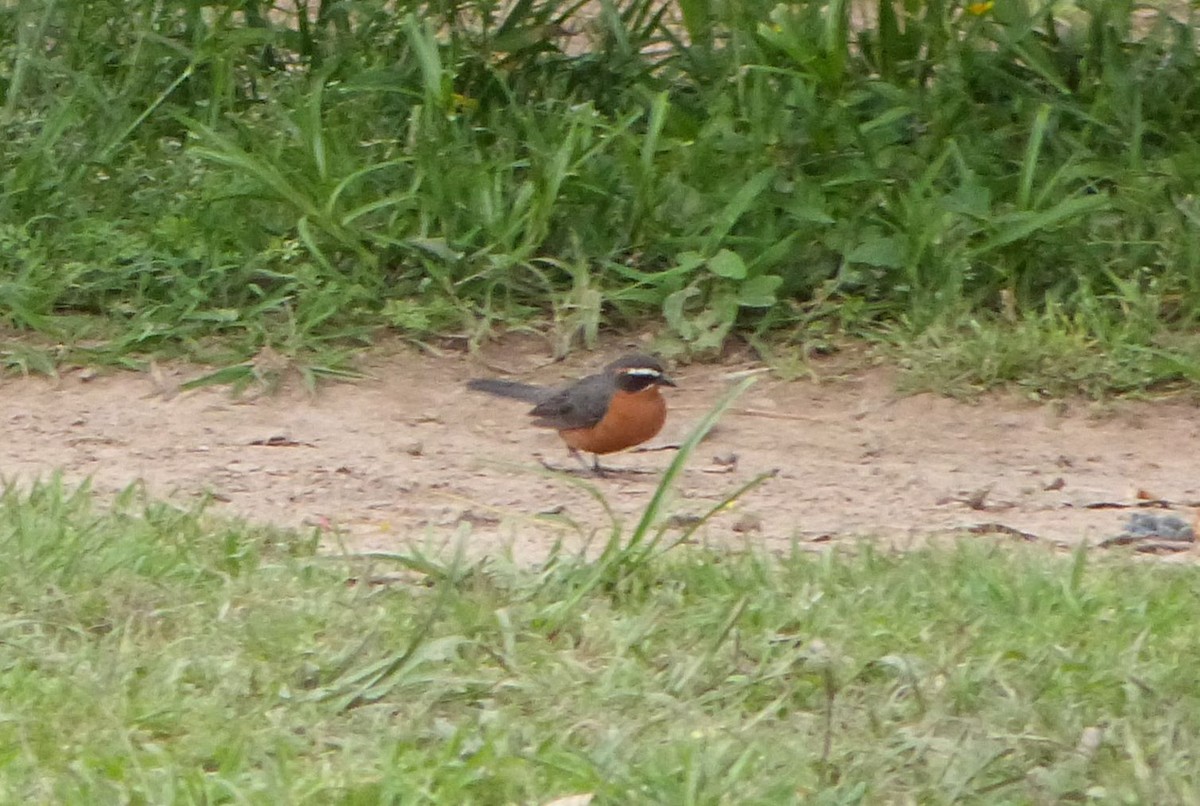 Black-and-rufous Warbling Finch - ML303214991