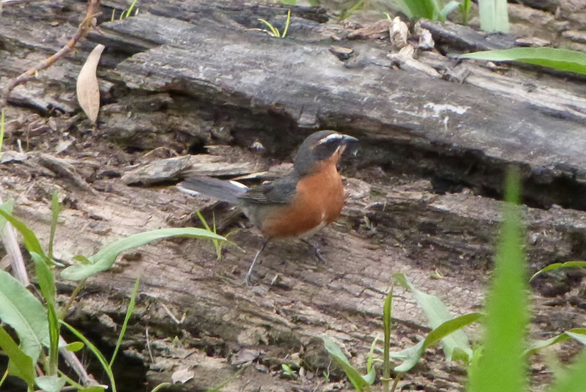 Black-and-rufous Warbling Finch - ML303215001