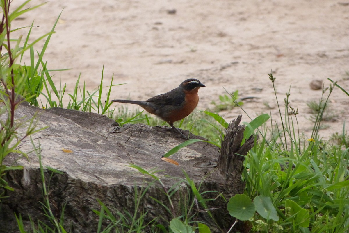 Black-and-rufous Warbling Finch - ML303215301