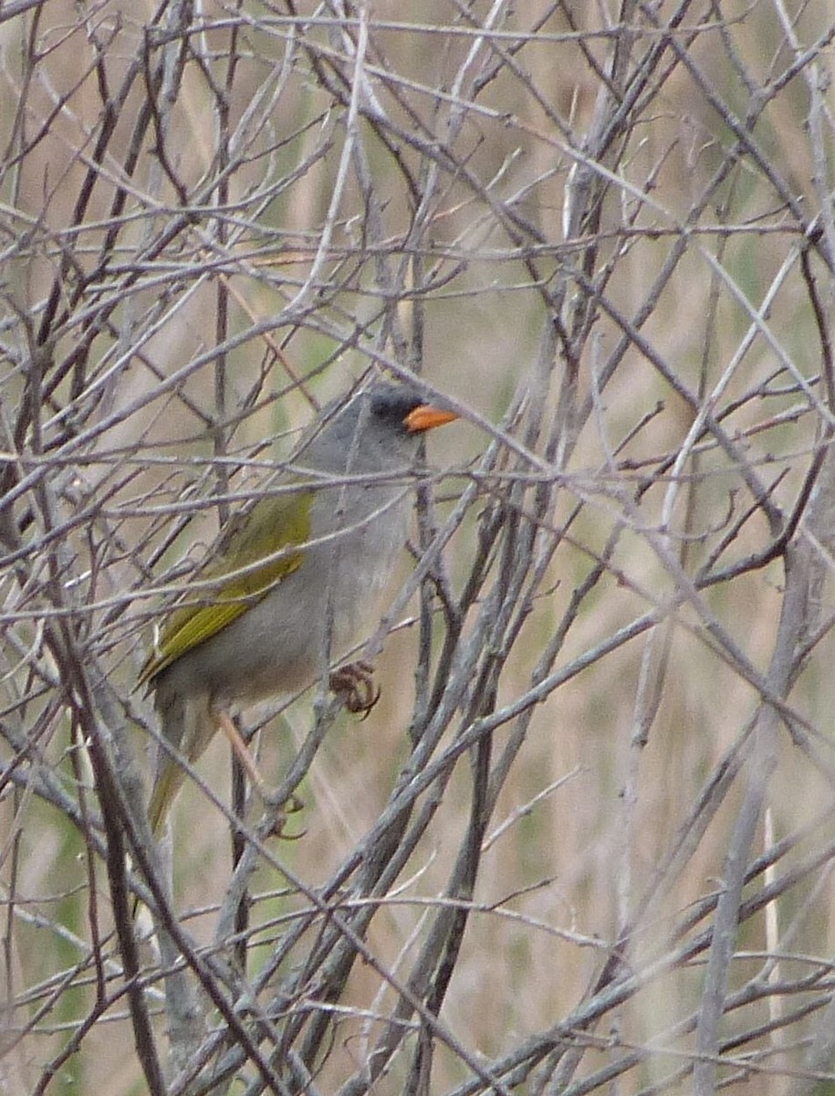 Great Pampa-Finch - ML303215911