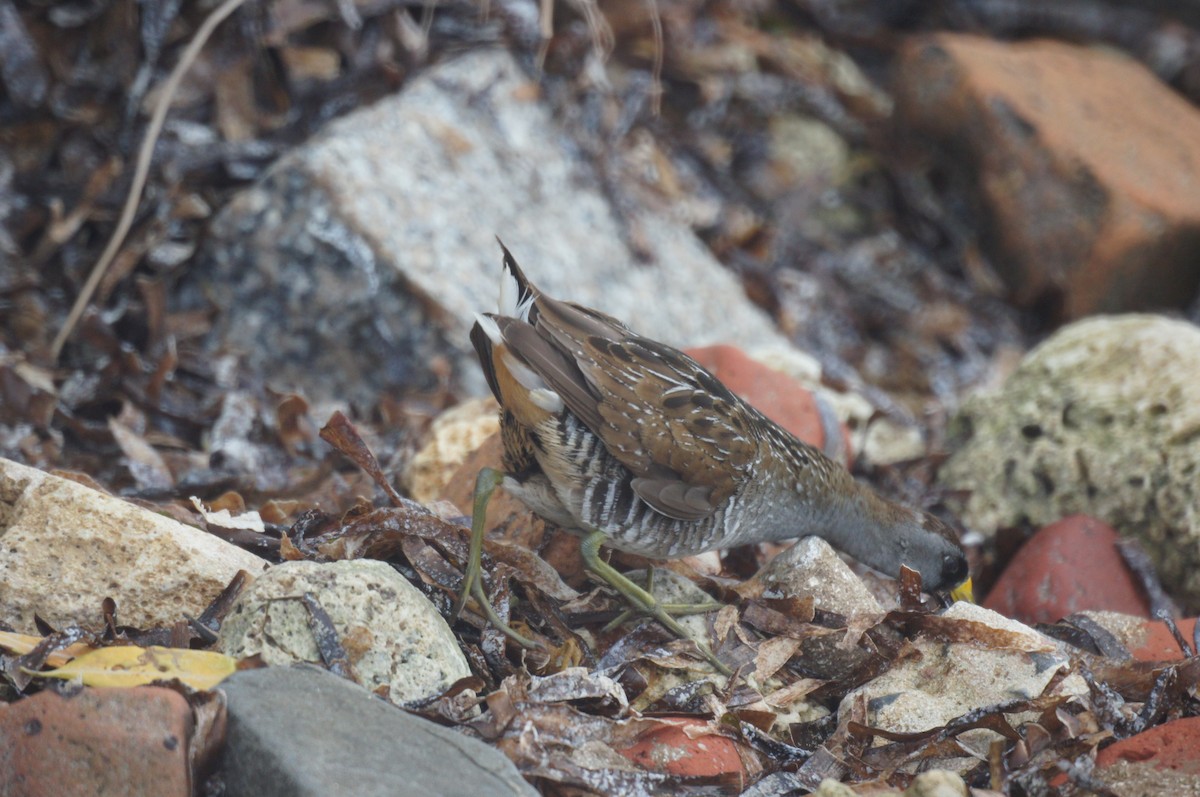 Polluela Sora - ML303217231