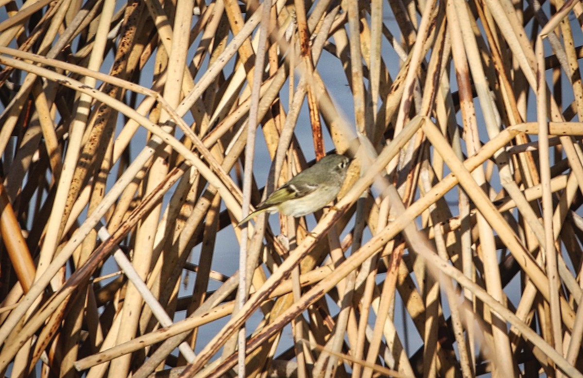 Ruby-crowned Kinglet - Douglas Hall