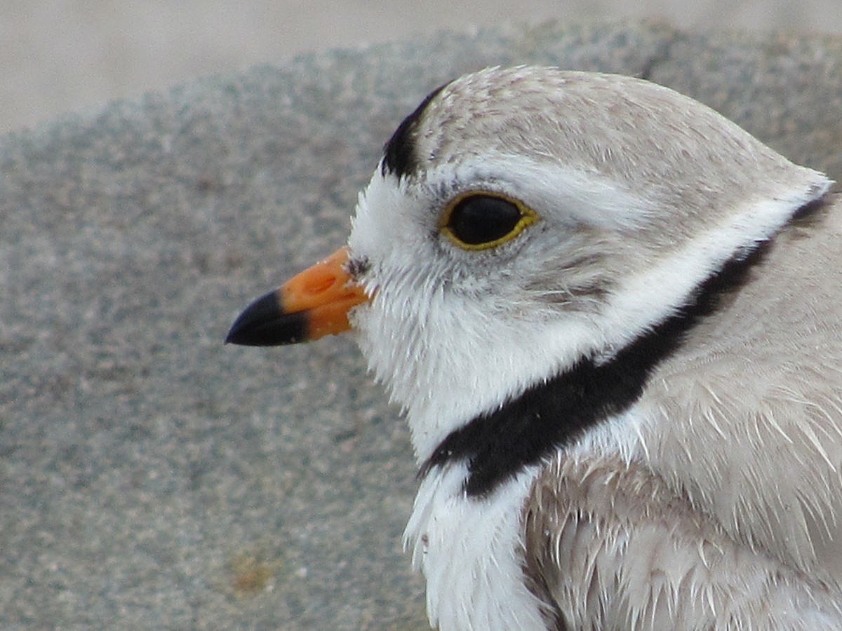 Piping Plover - Lewnanny Richardson