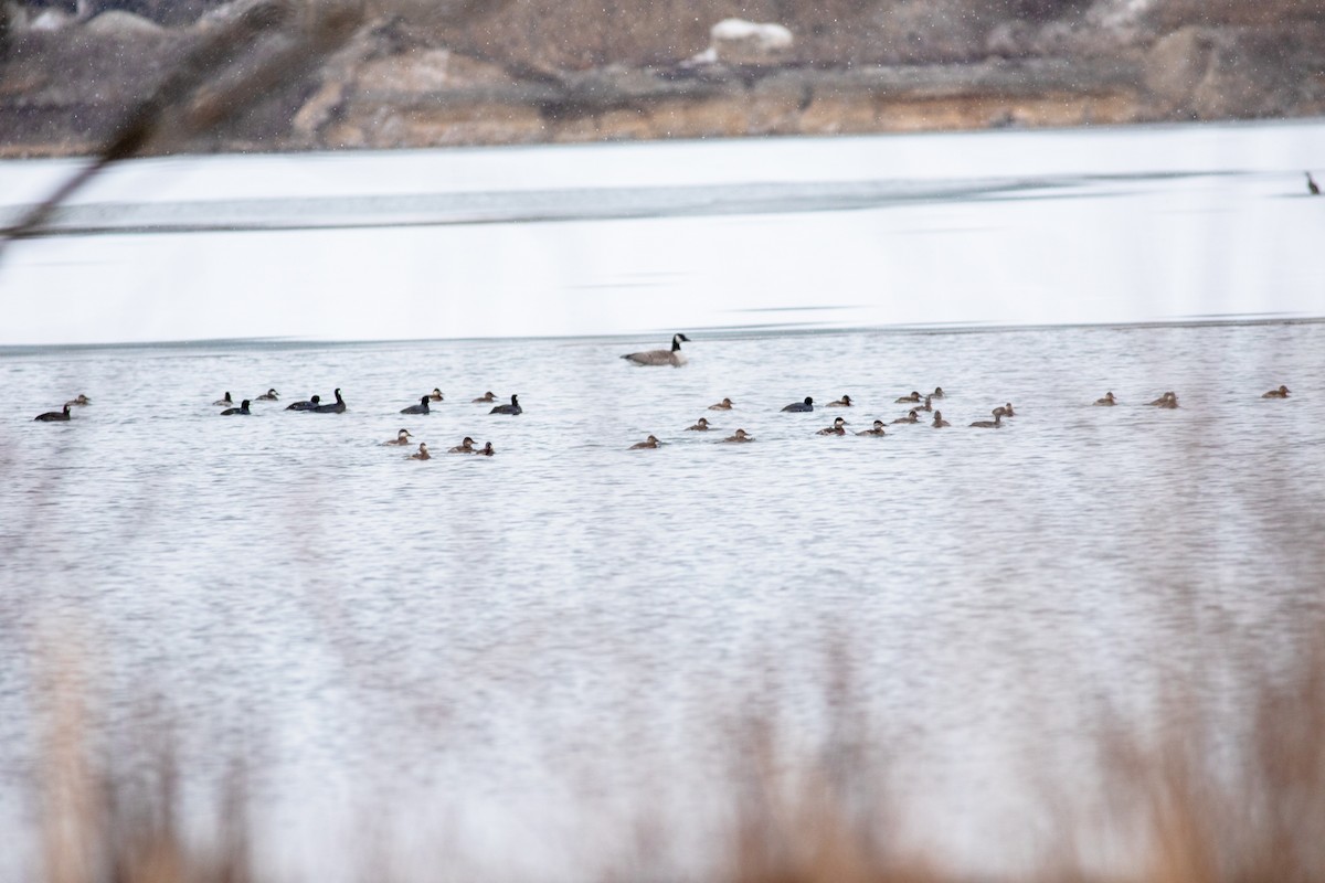 Ruddy Duck - ML303219071