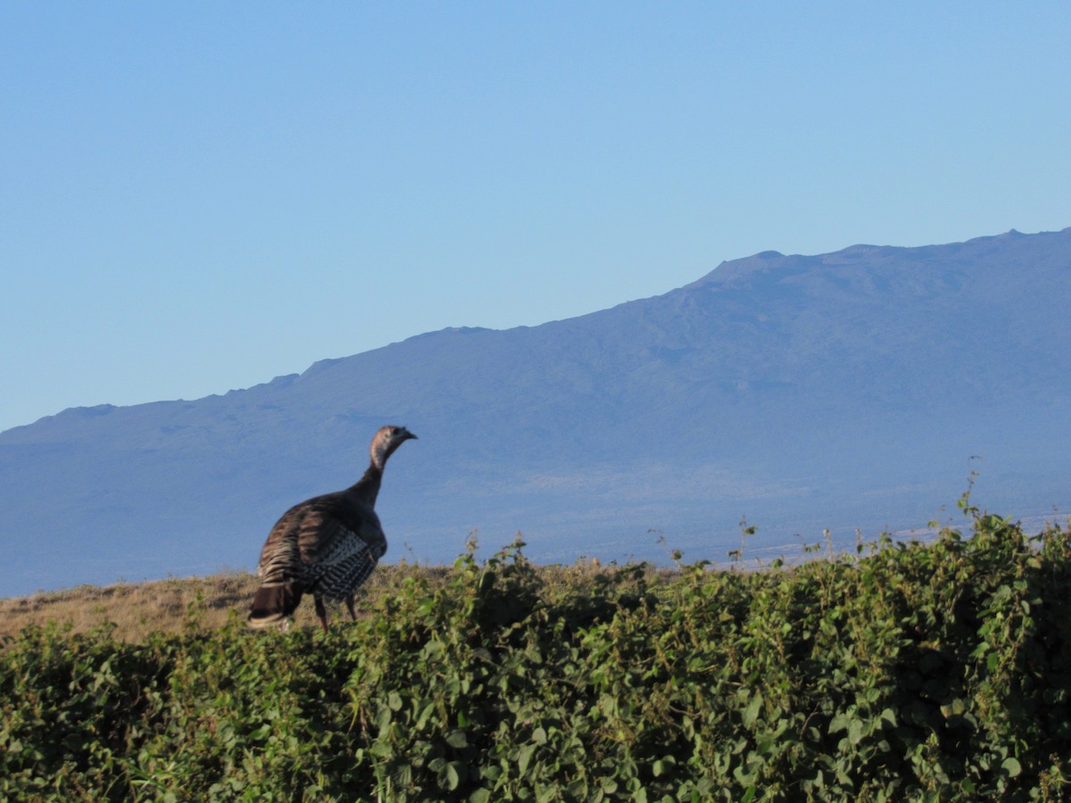 Wild Turkey - ML303219381