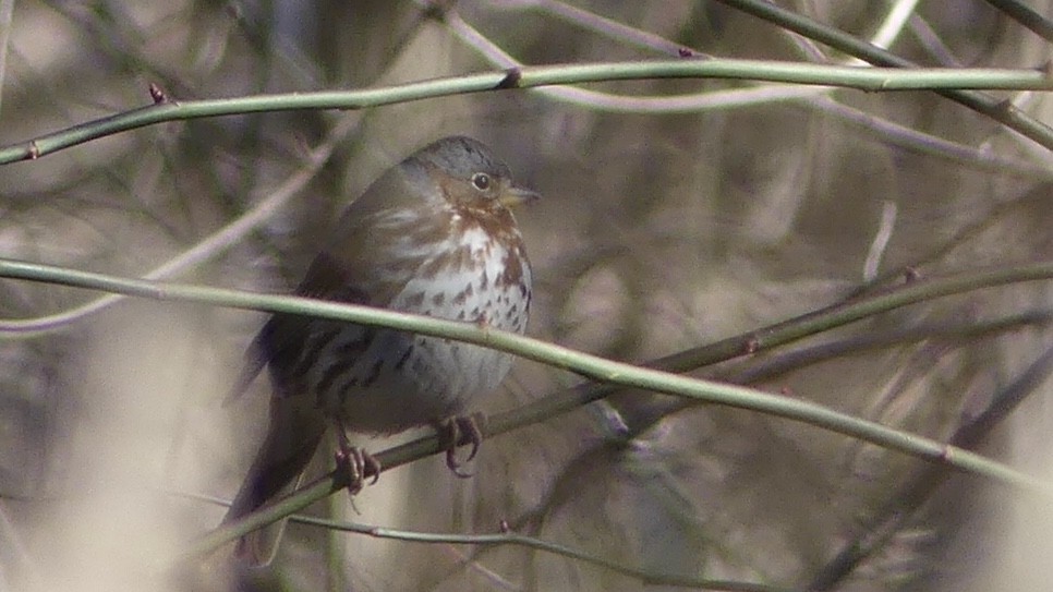 Fox Sparrow - ML303219631