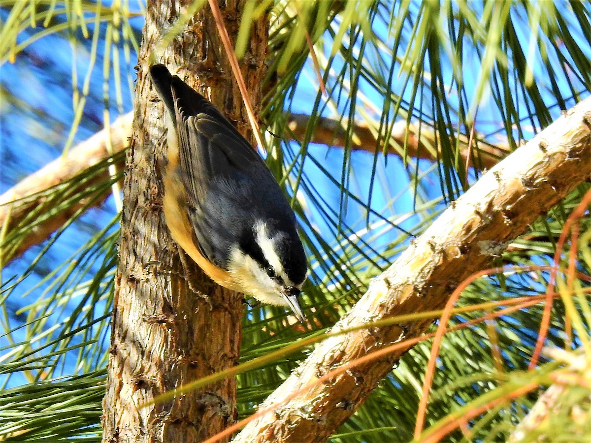 Red-breasted Nuthatch - ML303219771